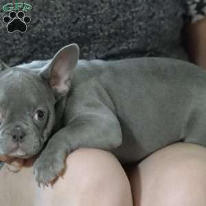 Misty, French Bulldog Puppy